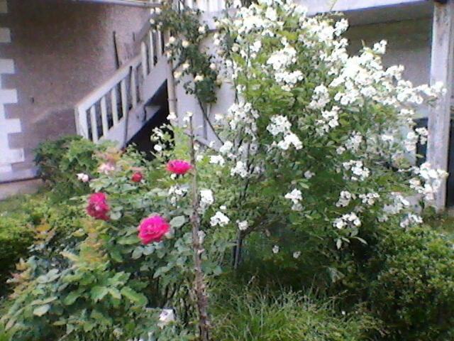Un Paradis De Verdure En Plein Centre Ville Périgueux Esterno foto