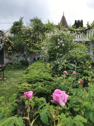 Un Paradis De Verdure En Plein Centre Ville Périgueux Esterno foto